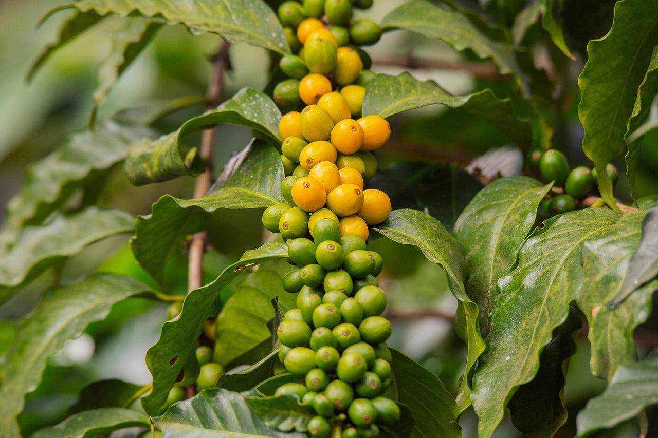 Coffee cherries on branch showcasing sustainability commitment in coffee farming
