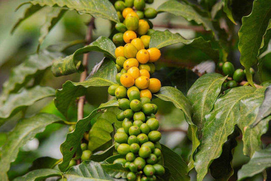 Coffee cherries on branch showcasing sustainability commitment in coffee farming
